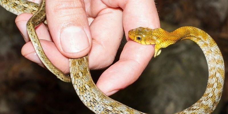 Mơ thấy rắn là điềm gì, liệu tốt hay xấu cho người chơi?